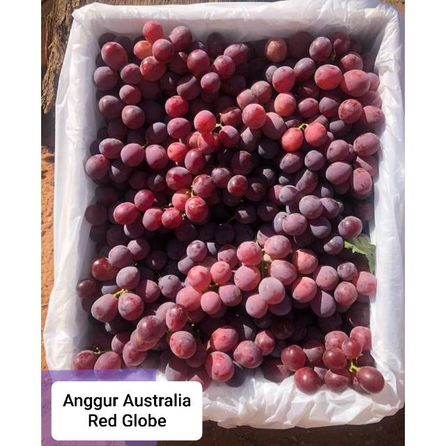 

Anggur Australia Red Globe