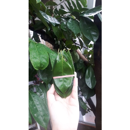 

Daun Sirsak (Bebas Peptisida)