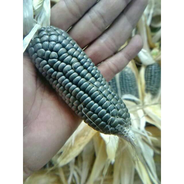 Benih Biji Jagung Heirloom Langka Cebol Zea mays "Dwarf Blue Jade" Seeds Paket isi 12 Butir+