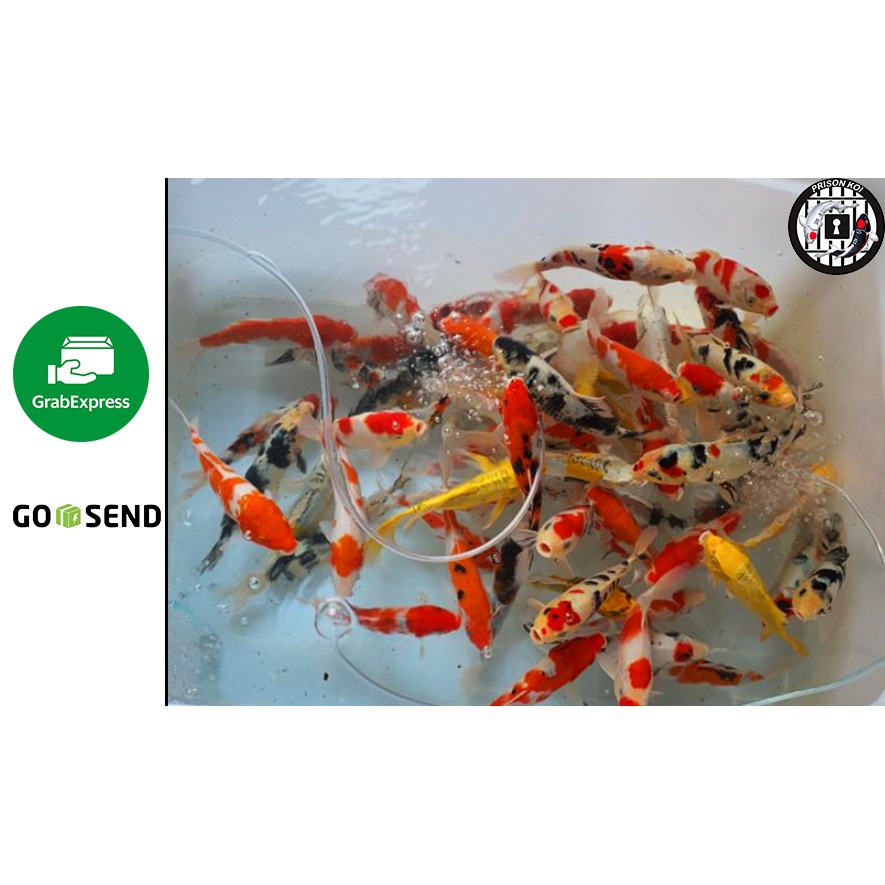 Ikan Koi Mix 25-30cm ( Kohaku, Sanke, Showa,Shiro dll )
