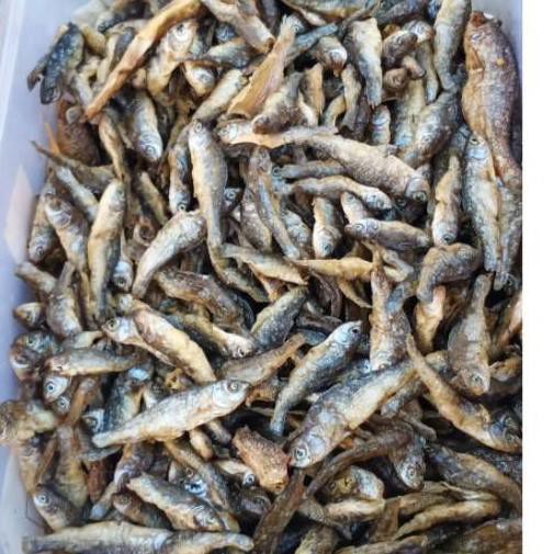 

PROMO SPESIAL • BILIH/IKAN BILIS PADANG/IKAN BILIH PADANG/BILIS DANAU SINGKARAK•