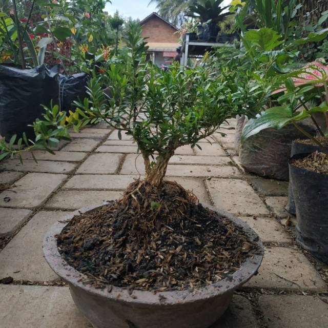 Bahan bonsai boxus