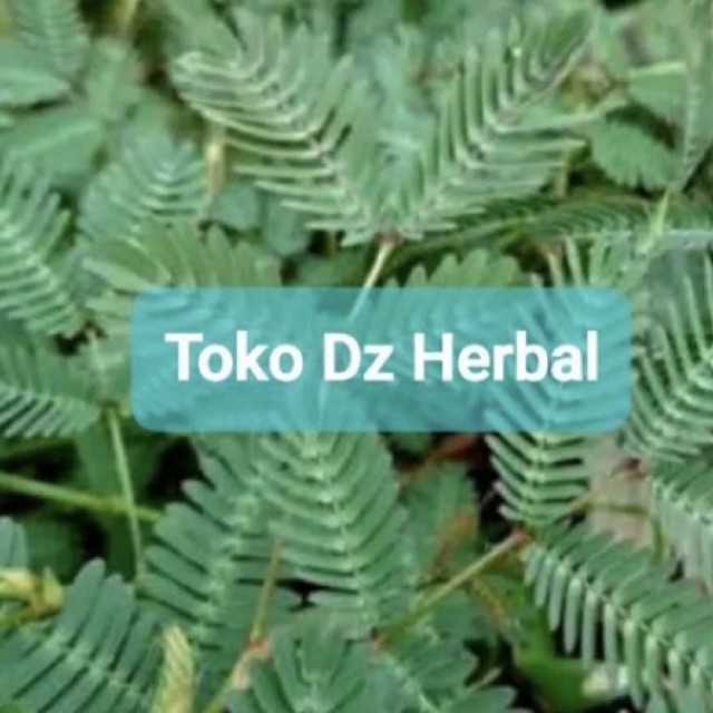 

Daun putri malu segar 500 gram petik langsung-az