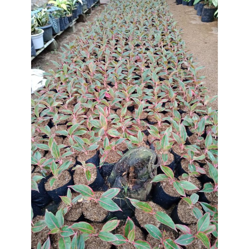 aglonema siam aurora