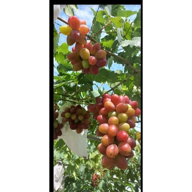 anggur import banana