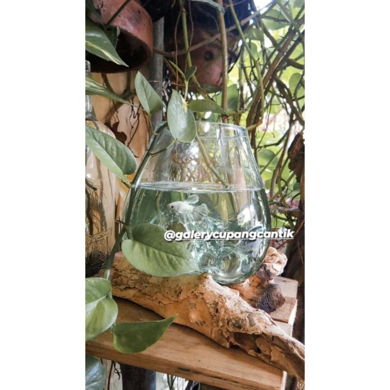 Aquarium kaca tiup / aquarium unik/ aquarium ikan cupang / kaca tiup dekorasi