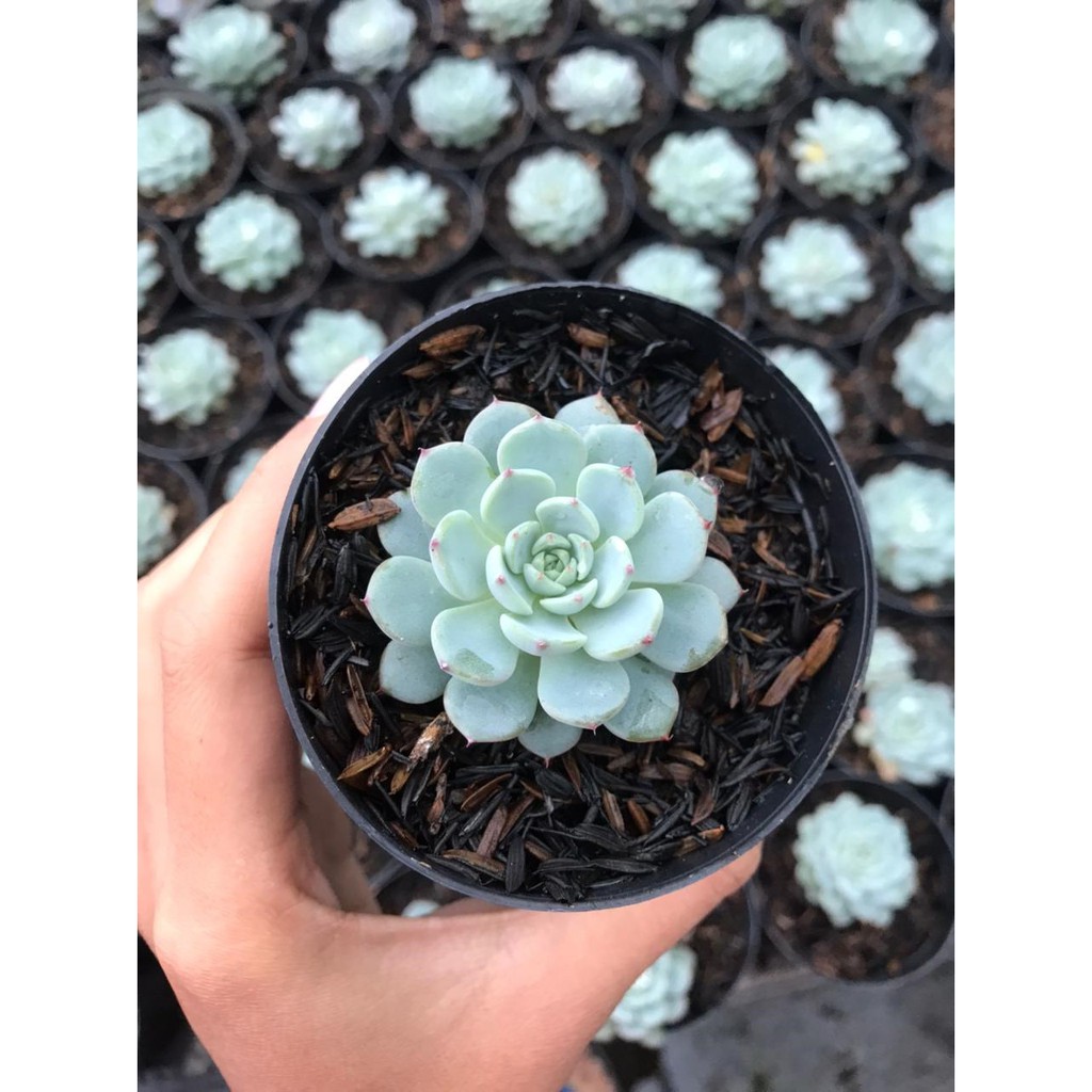 Echeveria Blue Minima Kaktus Sukulen