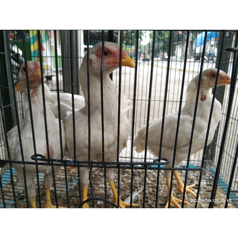 AYAM JOPER USIA 4 BULAN