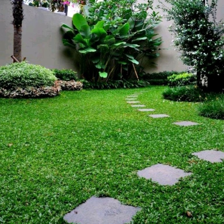 DIARY PETANI - 1 Sobekan Rumput Gajah Mini Siap Tanam