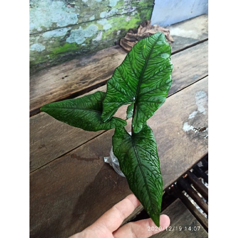 baby alocasia nebula