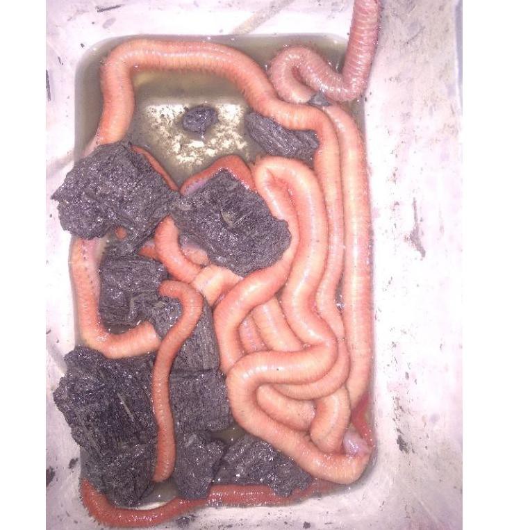 CACING LAUT NIPAH/PUMPUN sebanyak 2 EKOR (KODE 459)