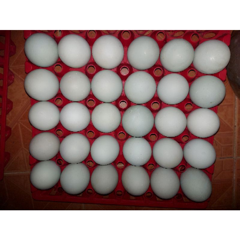 

Telur Asin Matang Min Order 5 Butir