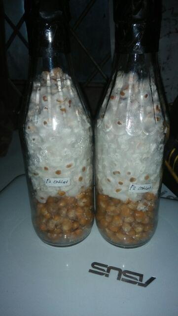 F2 Jamur Tiram Coklat