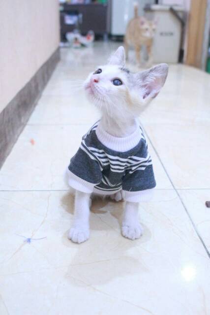 Kaos strip putih abu lengan panjang untuk kucing dan anjing size S M L XL