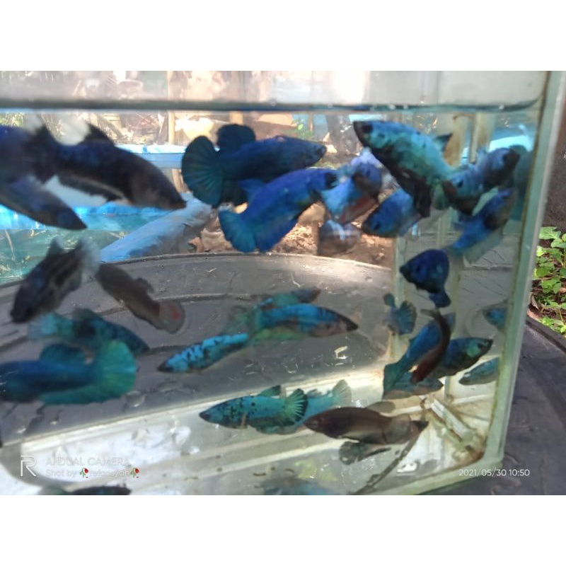 ikan cupang anakan avatar