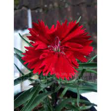 Dianthus deep red anyelir merah / bibit tanaman hias bunga - BAKUL KEMBANG