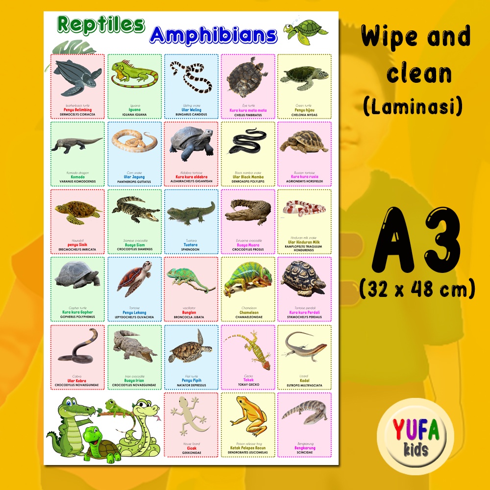 119 poster hewan reptil- Poster Edukasi Anak - Poster belajar anak - Poster wipe and clean - perleng