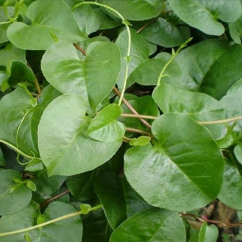 Jual Binahong Daun Herbal Segar Alami | Shopee Indonesia