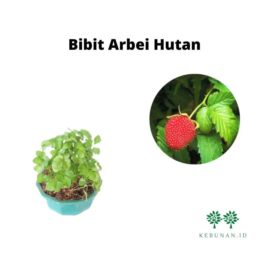 Bibit Arbei Hutan/Tanaman Arbei Hutan