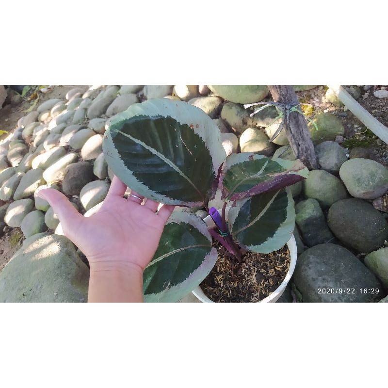 Calathea Cintya Chintya dewasa sintya