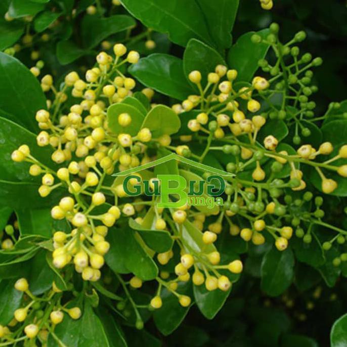 t1me Bibit - Benih - Bunga - Tanaman Pacar Cina (Chinese Perfume) sab@ng