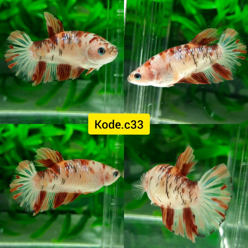ikan cupang giant nemo female betina sesuai photo kode c33