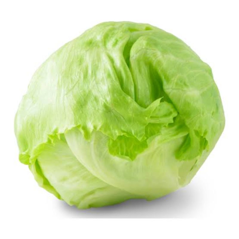 

lettuce segar / lotus 500gr