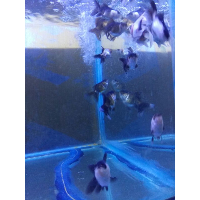 (murah) ikan maskoki / koki / panda & trico