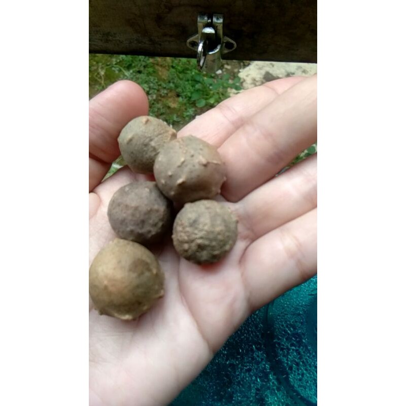 

Buah manjakani kering asli.