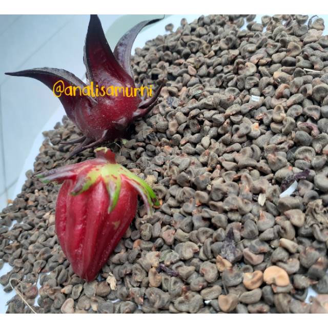 Jual Cod 500gram Biji Benih Rosella Warna Ungu Dan Merah Shopee