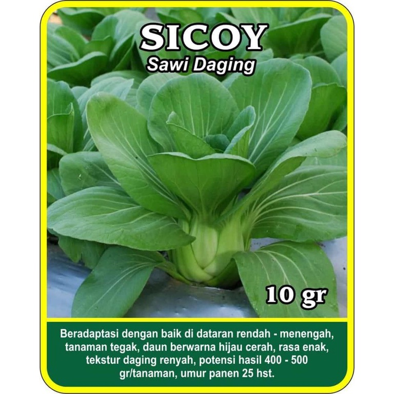 benih bibit sawi sendok pakcoy sicoy f1 new day seed