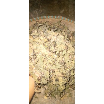 Daun Ki urat kering/Daun sendok per 500gram
