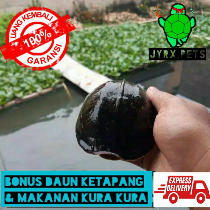 kura ambon remaja
