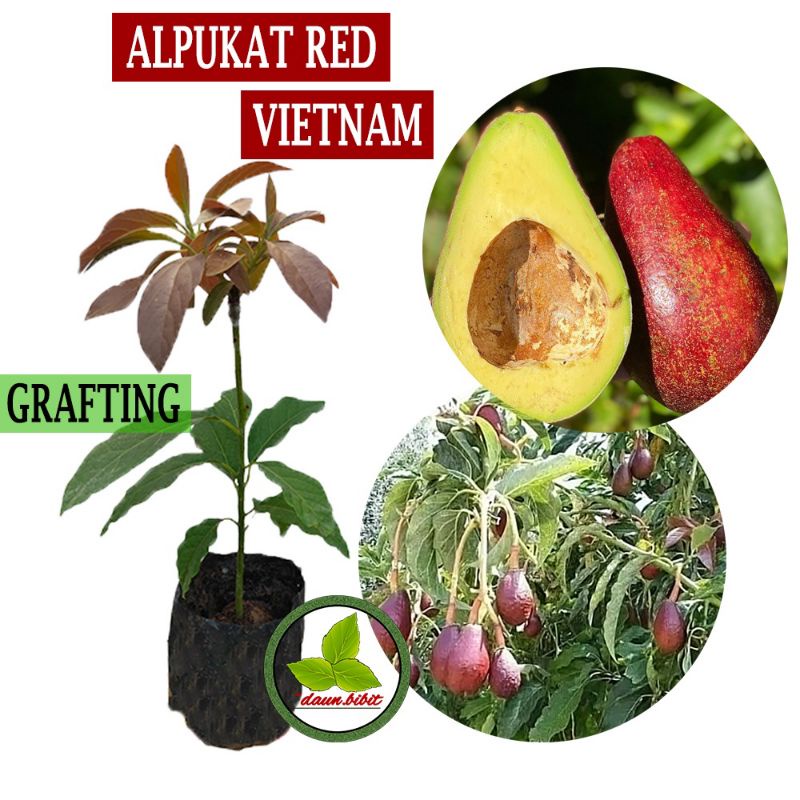 

Bibit Alpukat Red Vietnam Original Cepat Berbuah.(Beli 5 free 1)