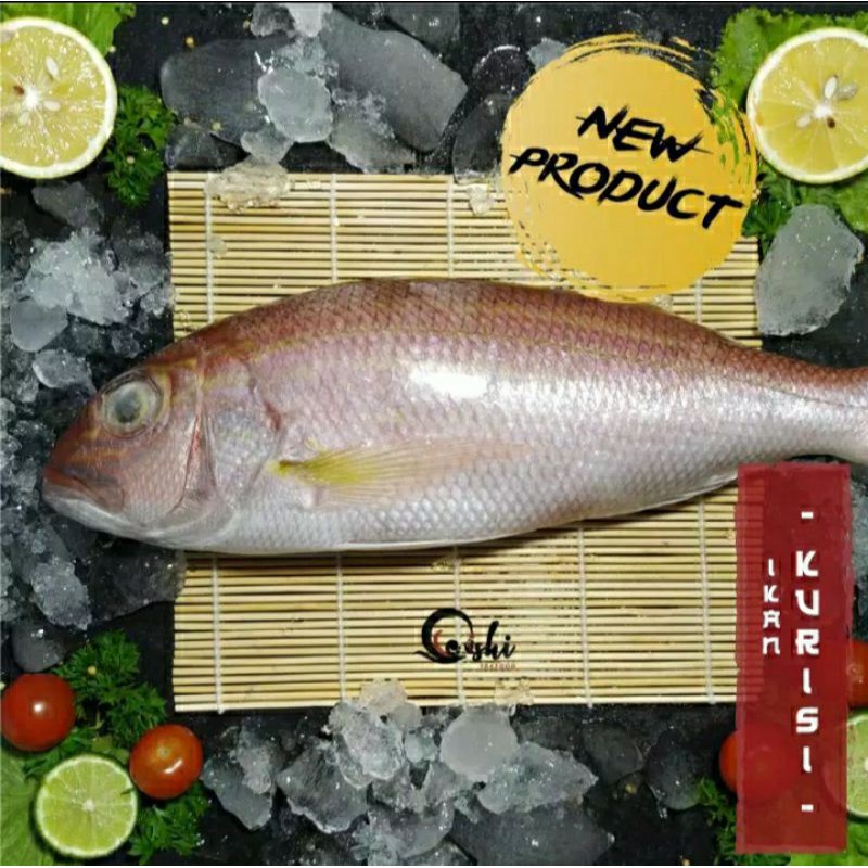 

Ikan kurisi PREMIUM LOKAL Segar dan Bergaransi /Pack