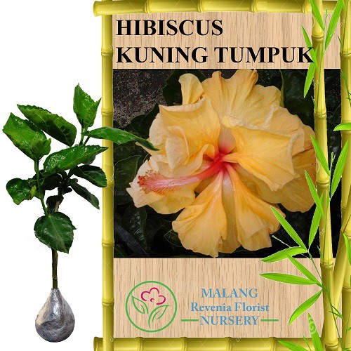 Bunga Hibiscus Kuning Tumpuk