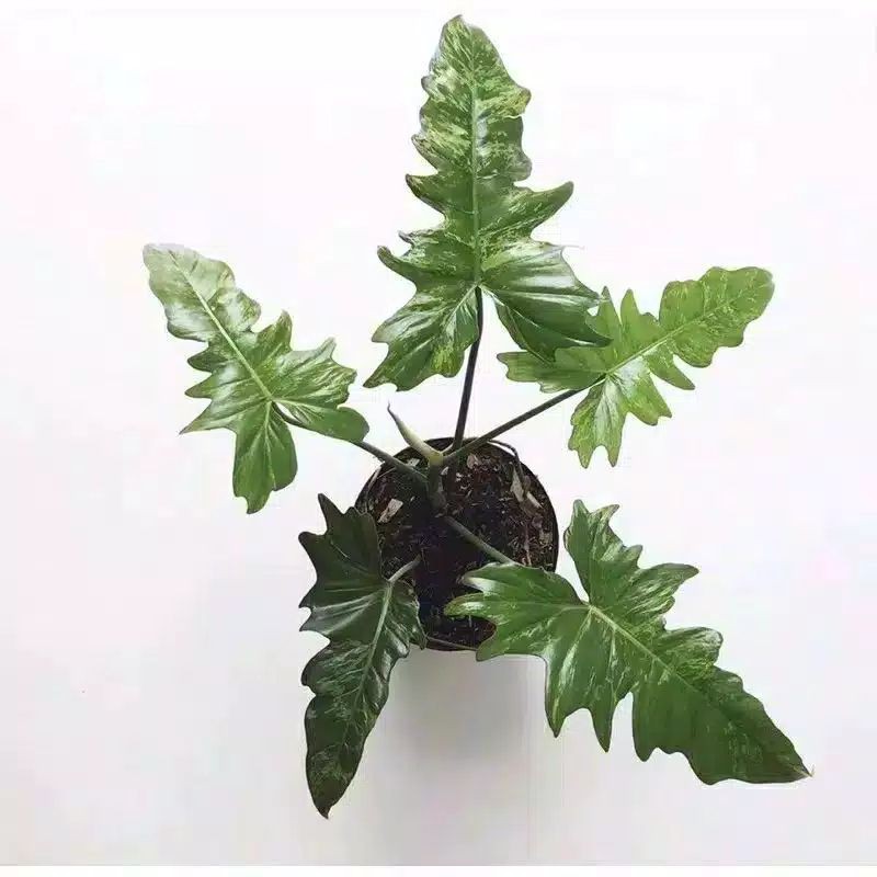 Philodendrom Dragon Variegata | Philo dragon varigata | philo dragon Variegata