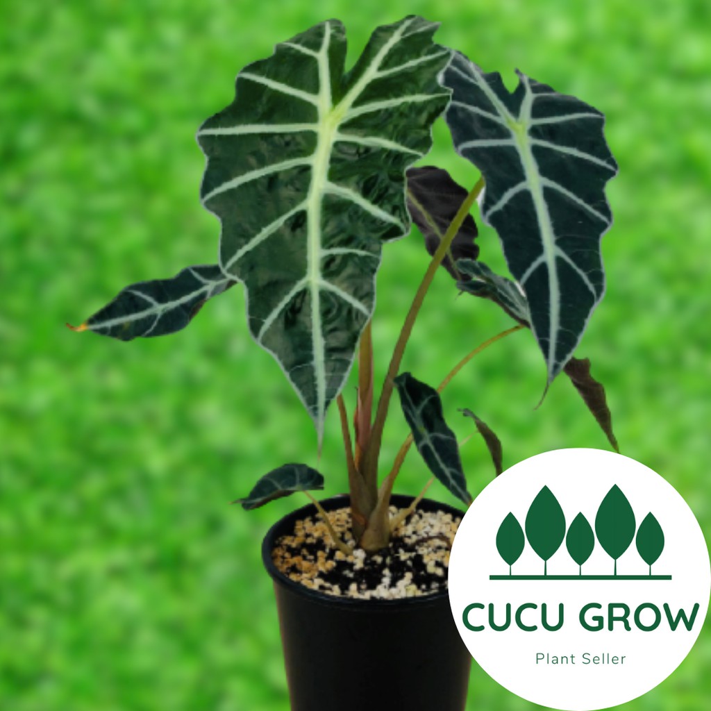 Tanaman Hias Keladi Amazon Alocasia Caladium Alocasia Tanaman Hias Keladi Amazon Alocasia Caladium Alocasia