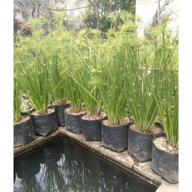 dwarf papyrus Shopee Indonesia dwarf papyrus Shopee Indonesia