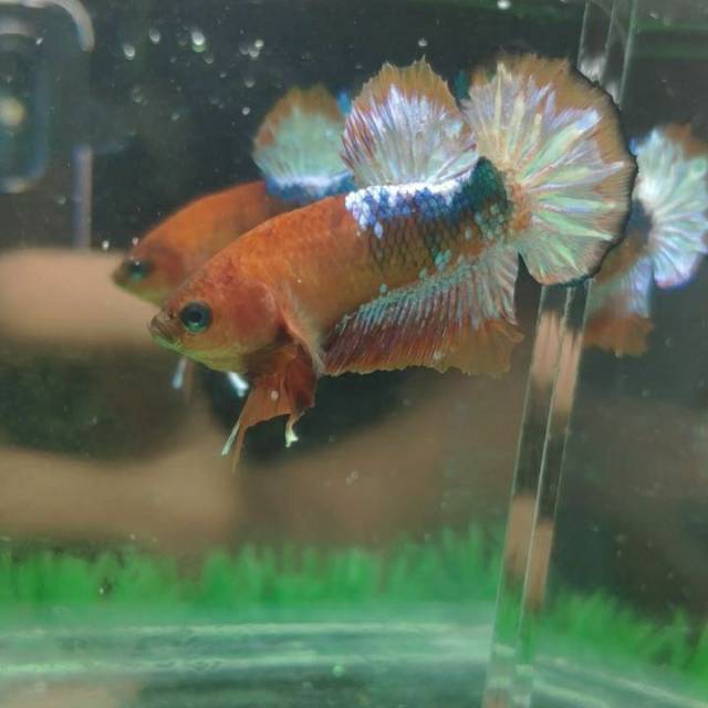 Cupang White Scale Jantan