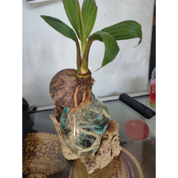 BONSAI KELAPA/TANAMAN HIAS/AQUASCAPE/AQUARIUM