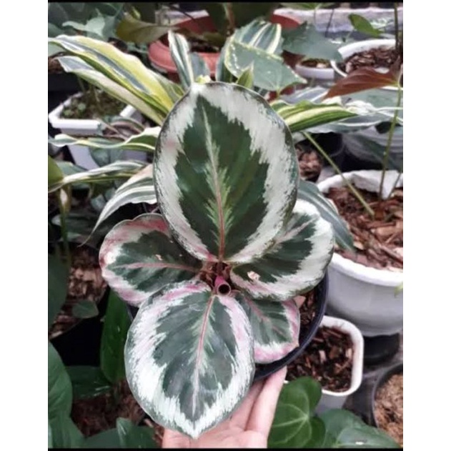 Tanaman Hias Calathea Marion Calathea Import Motif Cantik Calathra Terawat Segar