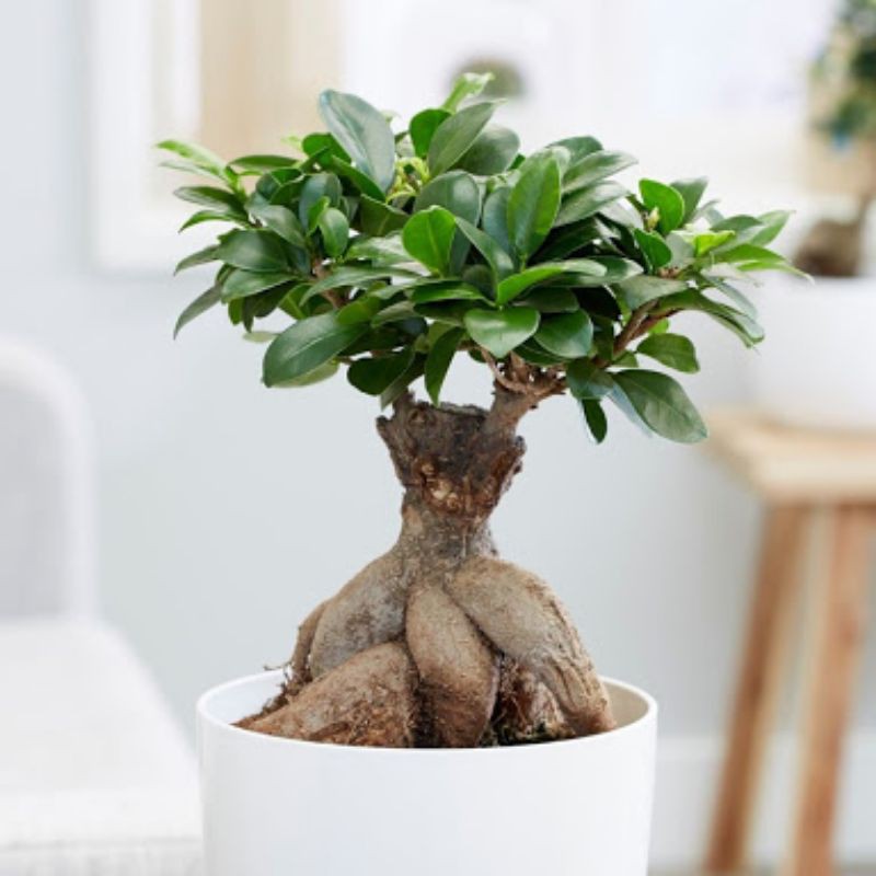 Bibit tanaman hias bonsai ficus kimeng