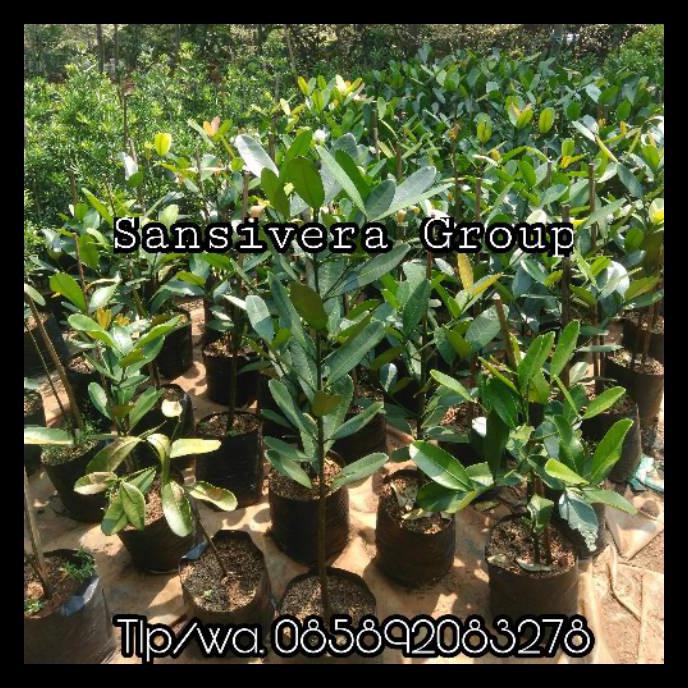 Tanaman Buah Garcinia Cambogia Herbal Pelangsing