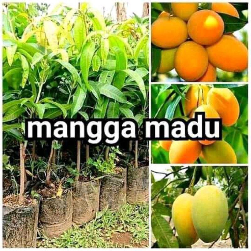 bibit mangga madu hasil cangkok