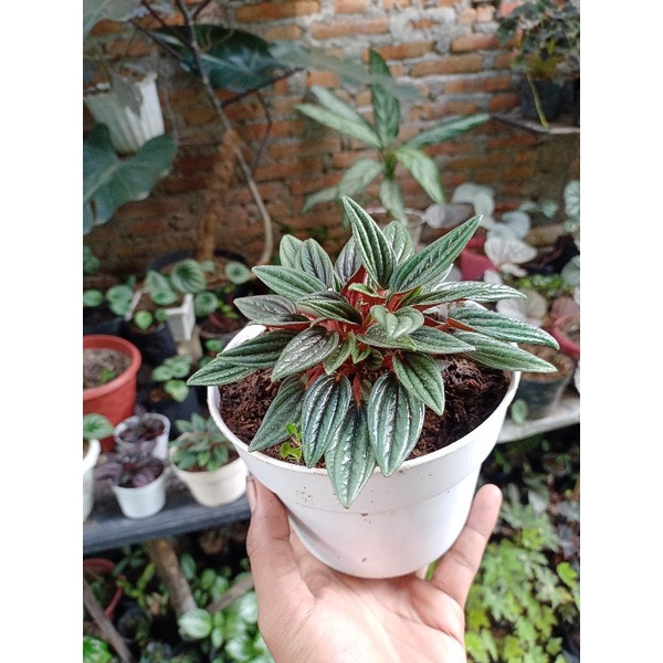 peperomia rosso