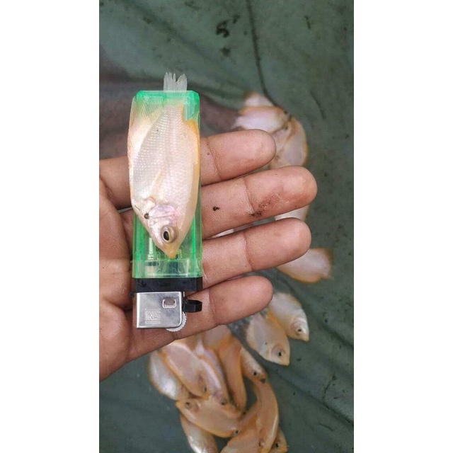 paket 60 ekor bibit gurame Padang ukuran ngorek gas