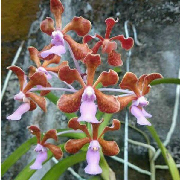 Anggrek vanda limbata pantai