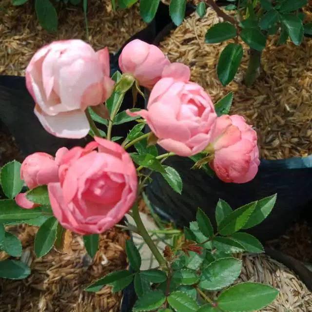BIBIT TANAMAN BUNGA MAWAR RAMBAT mangkok hidup  /climbing rose