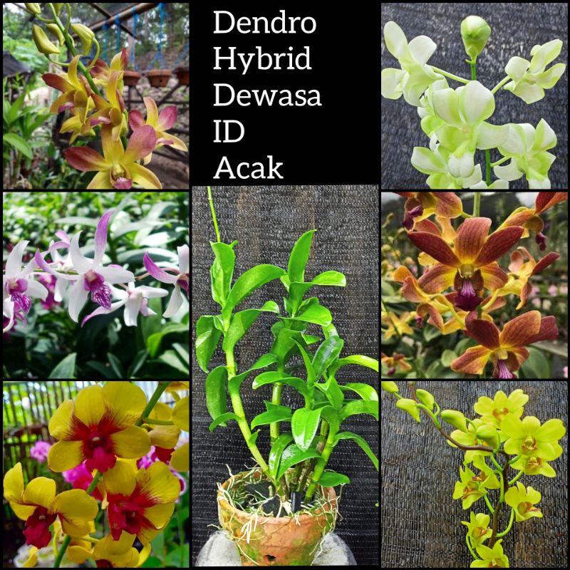 Anggrek dendrobium Dewasa/dendrobium bulat/dendrobium hybrid